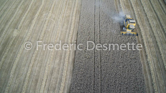 Combine harvester harvesting wheat-1