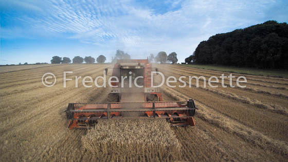 Combine harvester harvesting wheat-4