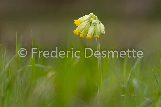 Primrose (Primula vulgaris)-12