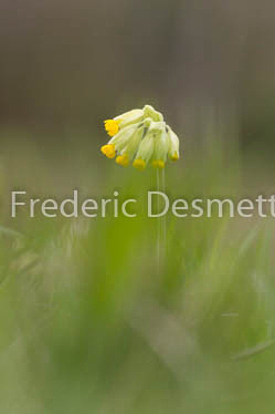 Primrose (Primula vulgaris)-13