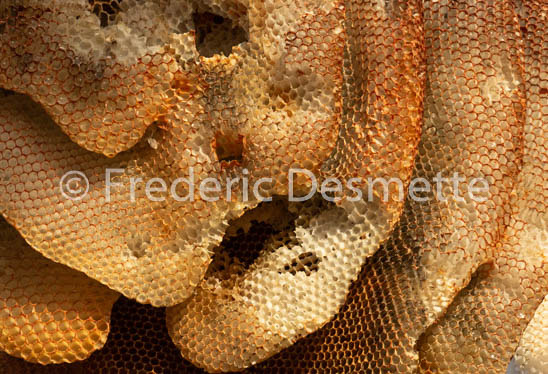 Bee honeycomb (Apis mellifera)-1