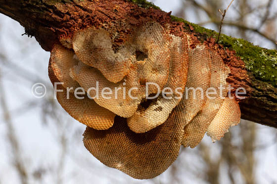 Bee honeycomb (Apis mellifera)-2