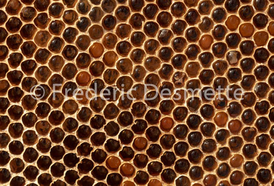 Bee honeycomb (Apis mellifera)-4