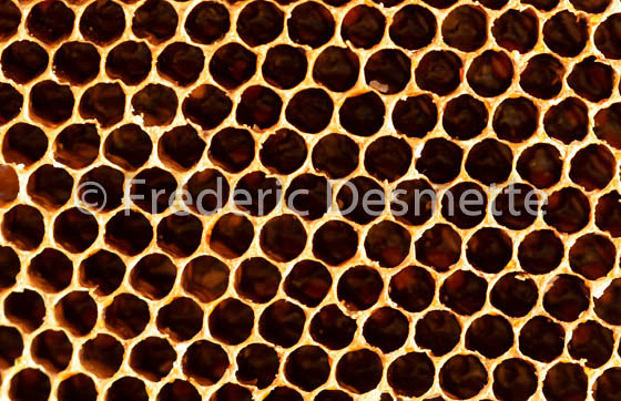 Bee honeycomb (Apis mellifera)-6