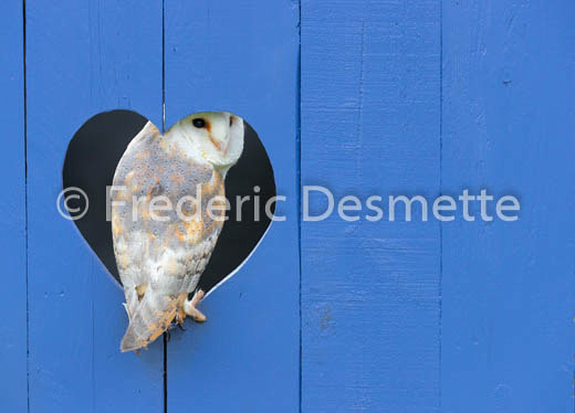 Barn owl (Tyto alba)-297