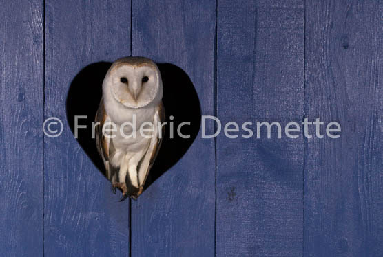 Barn owl (Tyto alba)-298
