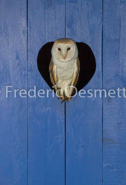 Barn owl (Tyto alba)-299