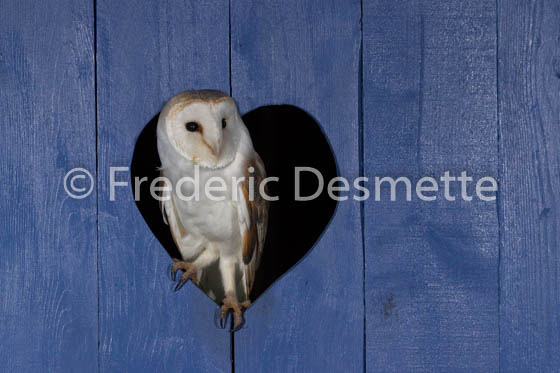 Barn owl (Tyto alba)-300