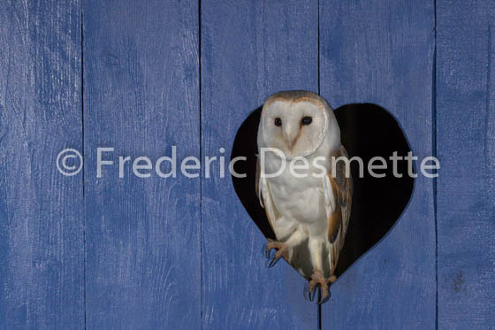 Barn owl (Tyto alba)-301