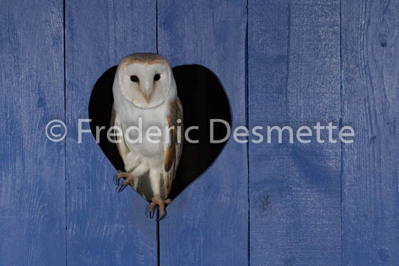 Barn owl (Tyto alba)-302