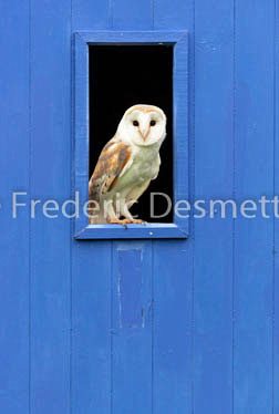 Barn owl (Tyto alba)-320