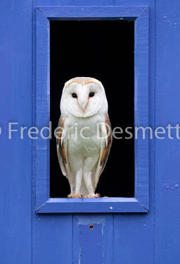 Barn owl (Tyto alba)-321