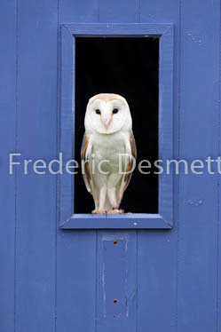 Barn owl (Tyto alba)-322