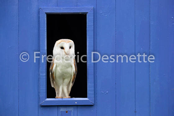 Barn owl (Tyto alba)-323