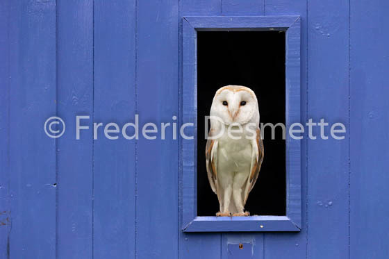 Barn owl (Tyto alba)-324