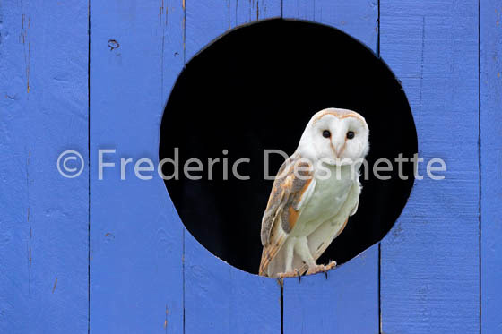 Barn owl (Tyto alba)-325