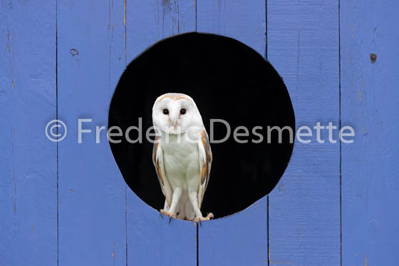 Barn owl (Tyto alba)-326