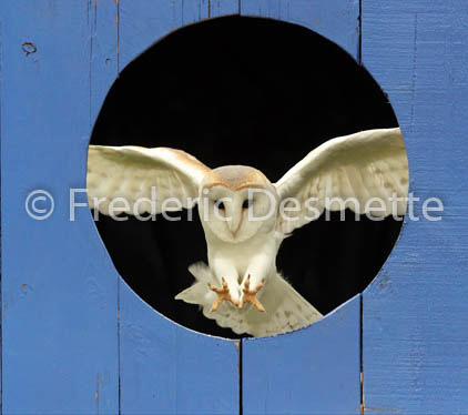 Barn owl (Tyto alba)-328