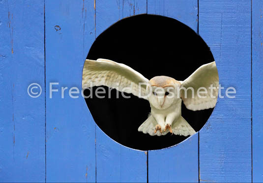 Barn owl (Tyto alba)-330