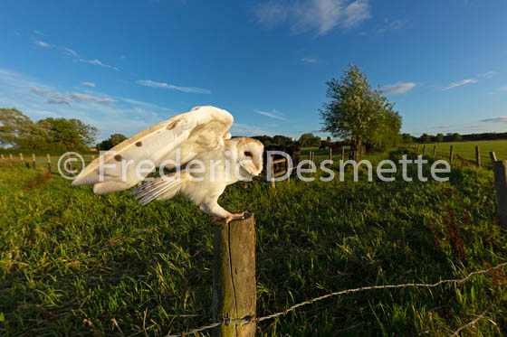 Barn owl (Tyto alba)-332