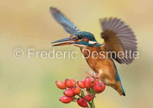 Kingfisher (Alcedo Atthis)-315