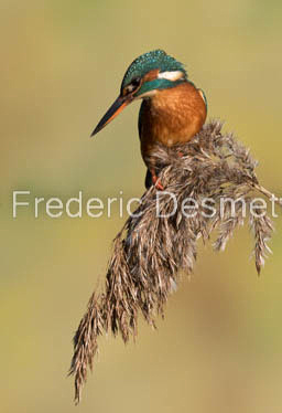 Kingfisher (Alcedo Atthis)-371