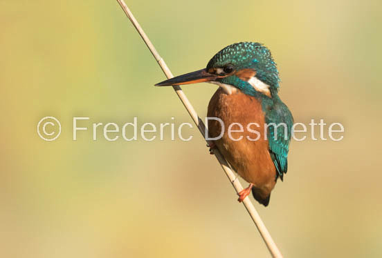 Kingfisher (Alcedo Atthis)-373