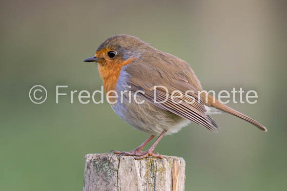 Robin (Erithacus rubecula)-65