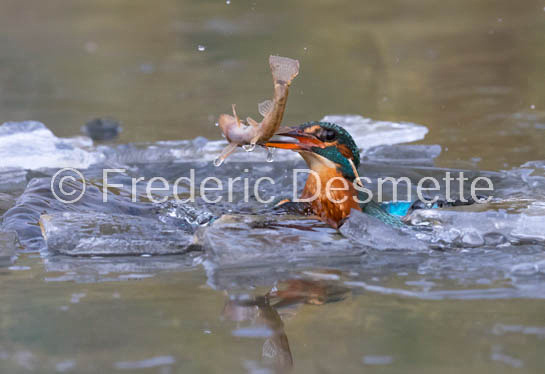 Kingfisher (Alcedo Atthis)-382