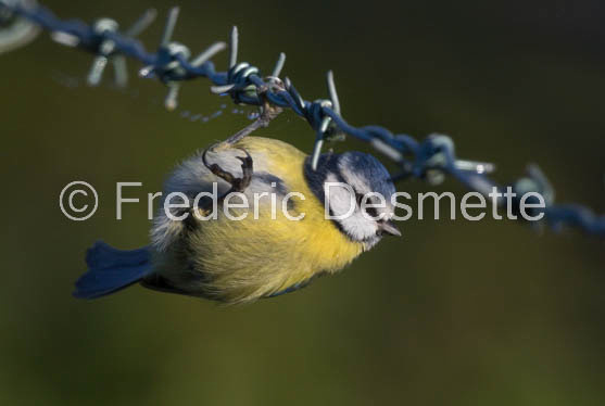 Blue tit (Parus caeruleus)-302