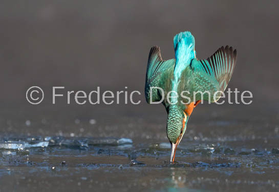 Kingfisher (Alcedo Atthis)-390