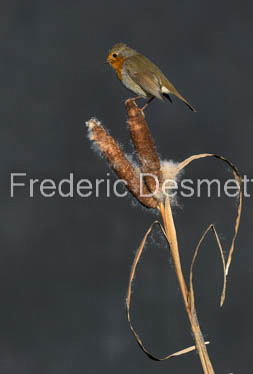 Robin (Erithacus rubecula)-67