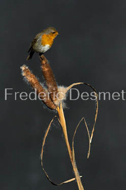 Robin (Erithacus rubecula)-68