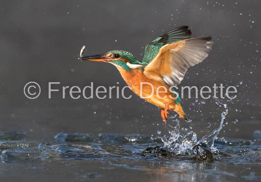 Kingfisher (Alcedo Atthis)-409