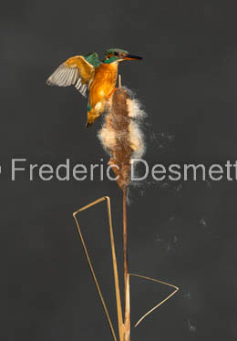 Kingfisher (Alcedo Atthis)-439