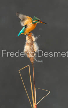 Kingfisher (Alcedo Atthis)-443