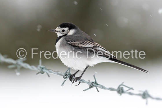 Pied wagtail perched on a barbed wire with falling snow-44