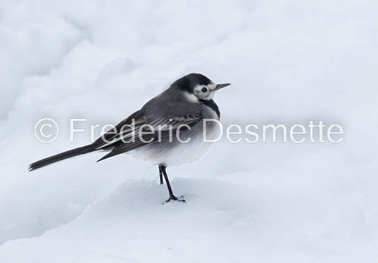 Pied wagtail standing on snow-20