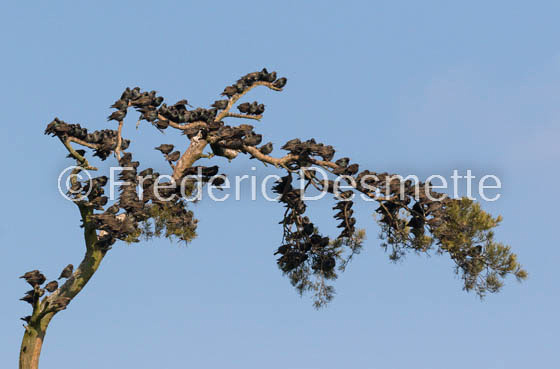 Starling (Sturnus vulgaris)-48