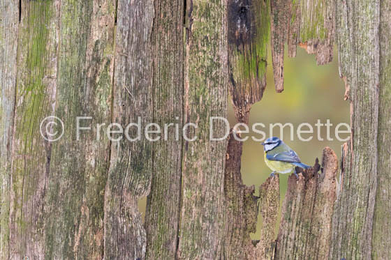 Blue tit (Parus caeruleus)-338