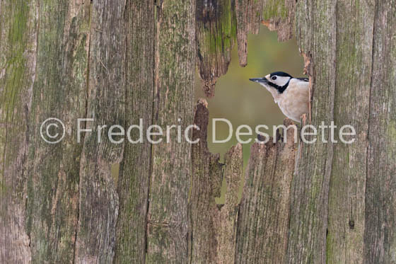 Great spotted woodpecker (Dendrocopos major)-48