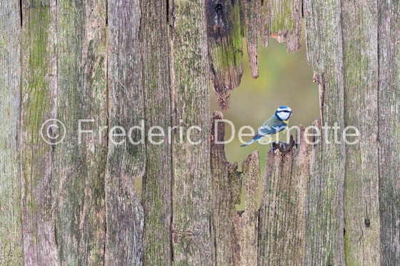 Blue tit (Parus caeruleus)-344