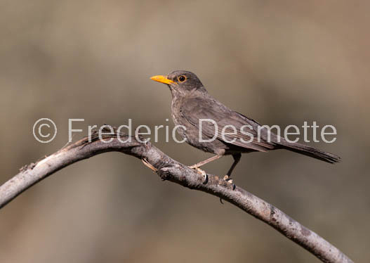 Blacbird (Turdus merula)-47