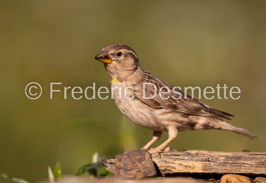 Rock sparrow (Petronia petronia)-7