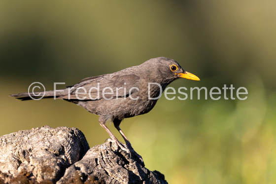 Blacbird (Turdus merula)-53