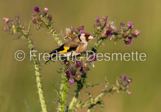 Goldfinch (Carduelis carduelis)-9