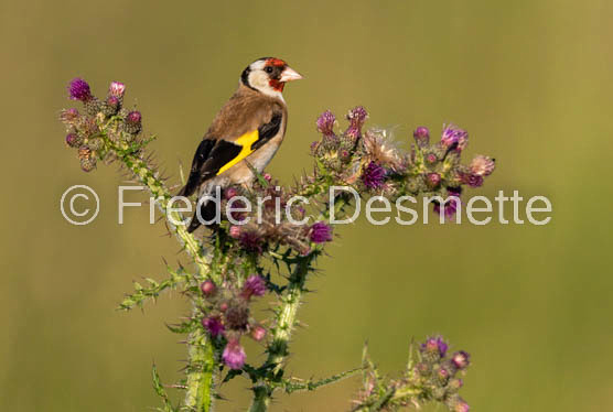 Goldfinch (Carduelis carduelis)-10