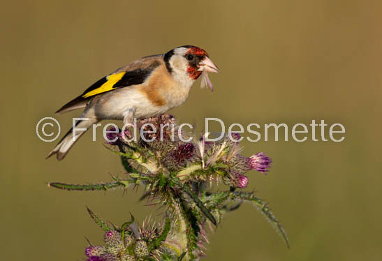 Goldfinch (Carduelis carduelis)-11