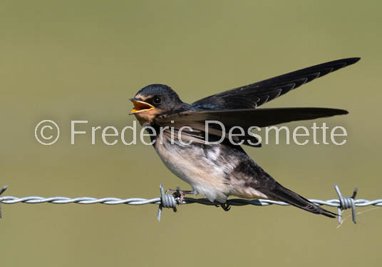 Swallow (Hirundo rustica) -47