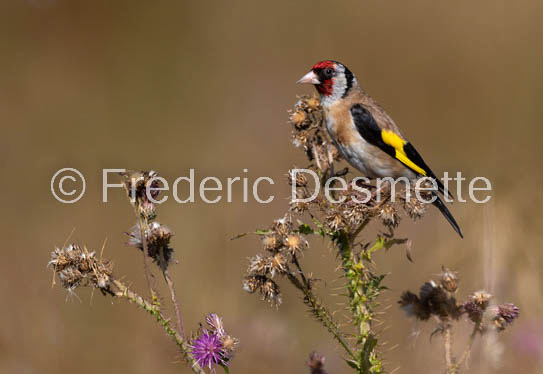 Goldfinch (Carduelis carduelis)-18